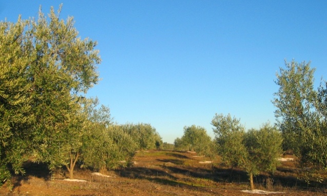 olivicultura_01